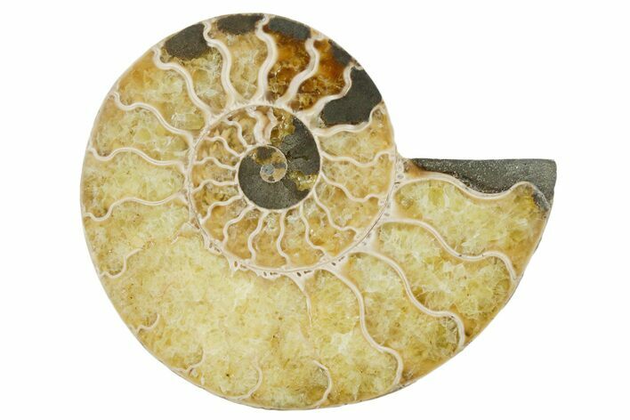 Cut & Polished Ammonite Fossil (Half) - Madagascar #354190